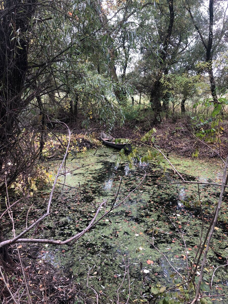 Canal sălbatic în Delta Dunării, în apropiere de Gorgova