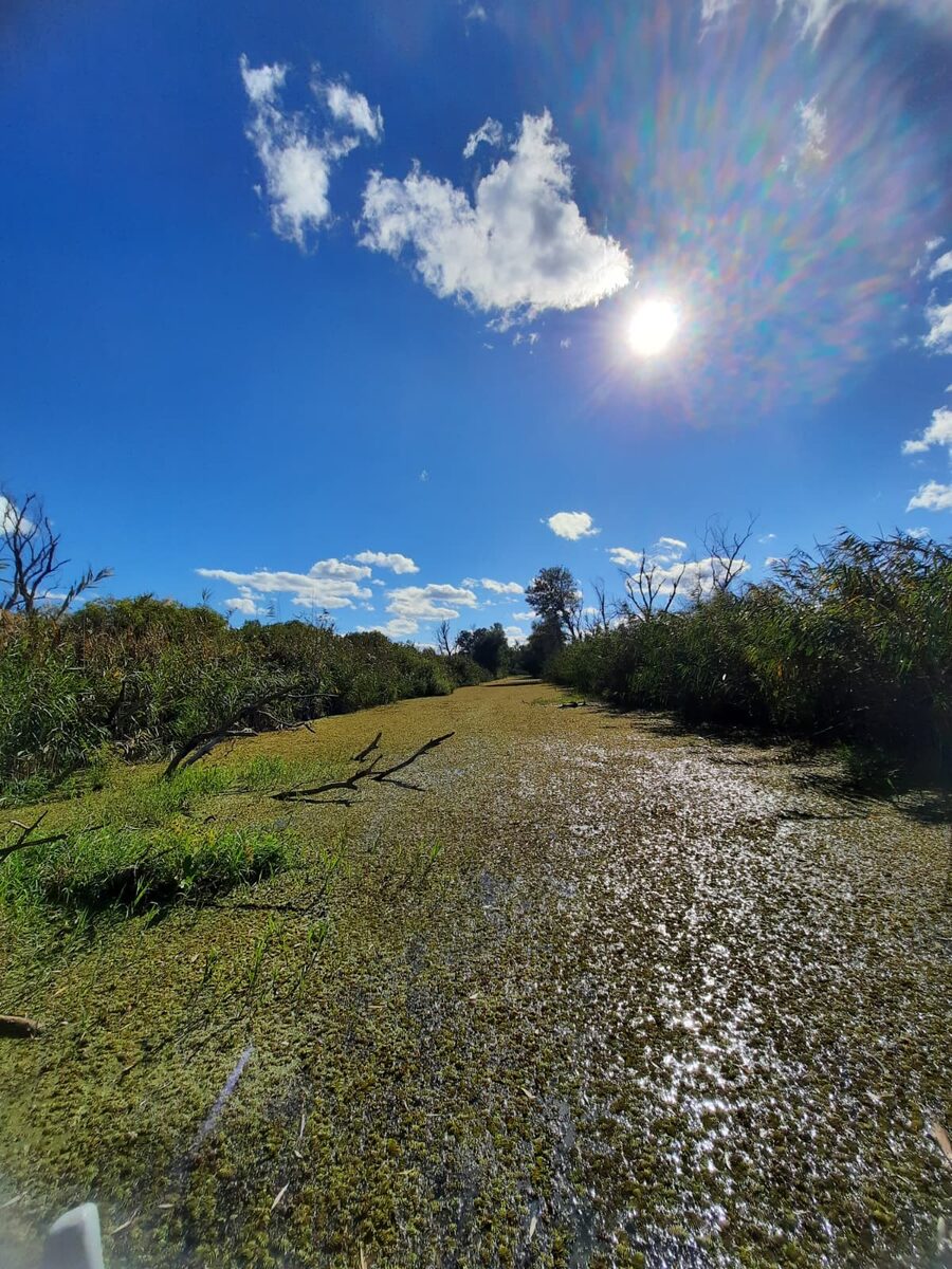 Canal îngust din Delta Dunării, în apropiere de Gorgova