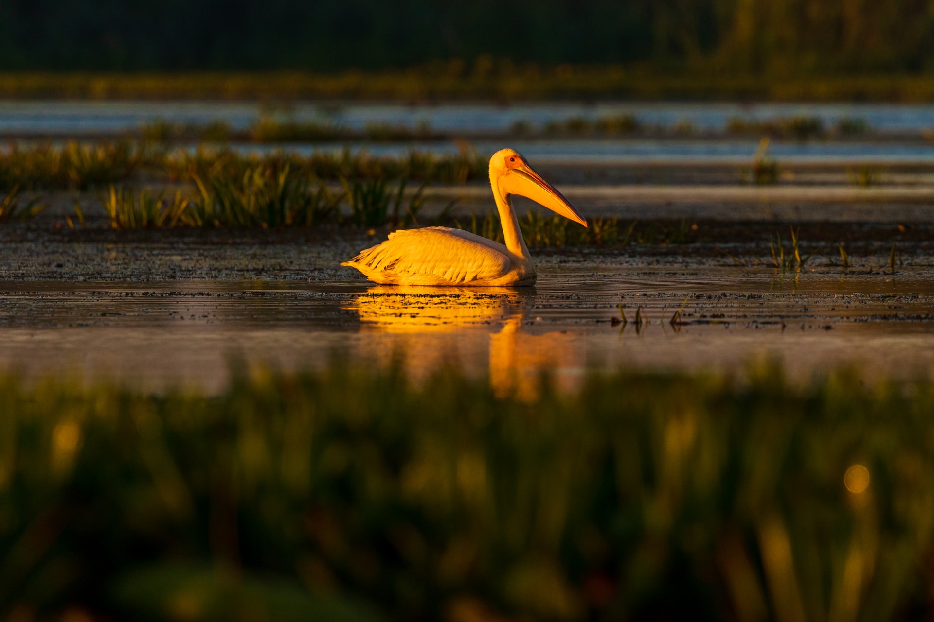 pelican în delta dunării