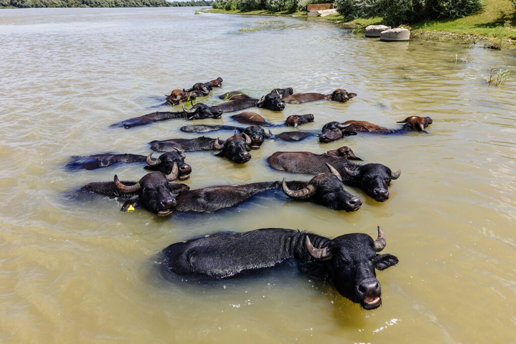 ERMAKOV ISLAND, DANUBE DELTA, VYLKOVE, ODESSA OBLAST, UKRAINE - JULY 14, 2020: One year after Rewilding Europe released a herd of Water Buffalo in Danube delta of Ukraine