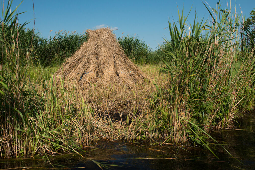 Harvesting reed beds, Phragmites communis, Danube delta rewilding area, Romania.