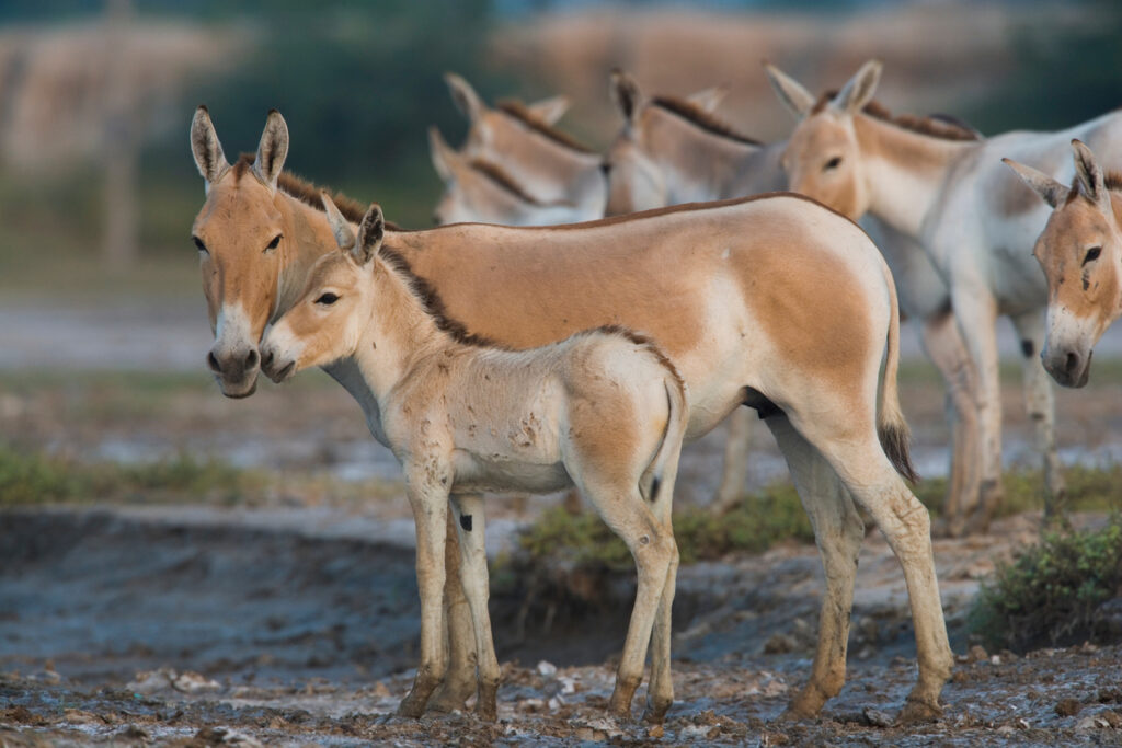 Small group of Indian wild asses with foal (Equus hemionus khur) in clay pan, dry seasonThe Indian wild ass's range once extended from western India, through Sind and Baluchistan, Afghanistan, and south-eastern Iran. Today, its last refuge lies in the little Rann of Kutch and its surrounding areas of the Greater Rann of Kutch in the Gujarat province.