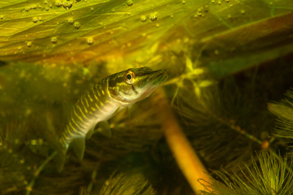 Northern pike (Esox lucius) hiding in the shadow of waterlily leafs, Danube Delta, Romania. A predator of brackish and freshwaters of the northern hemisphere.