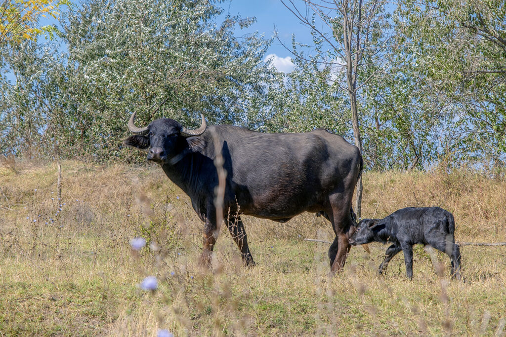 ORLOVKA VILLAGE, RENI RAION, ODESSA OBLAST, UKRAINE - SEPTEMBER 03, 2020: First day of life of a newborn calf Water Buffalo (Bubalis murrensis). Rewilding Europe in the Ukraine