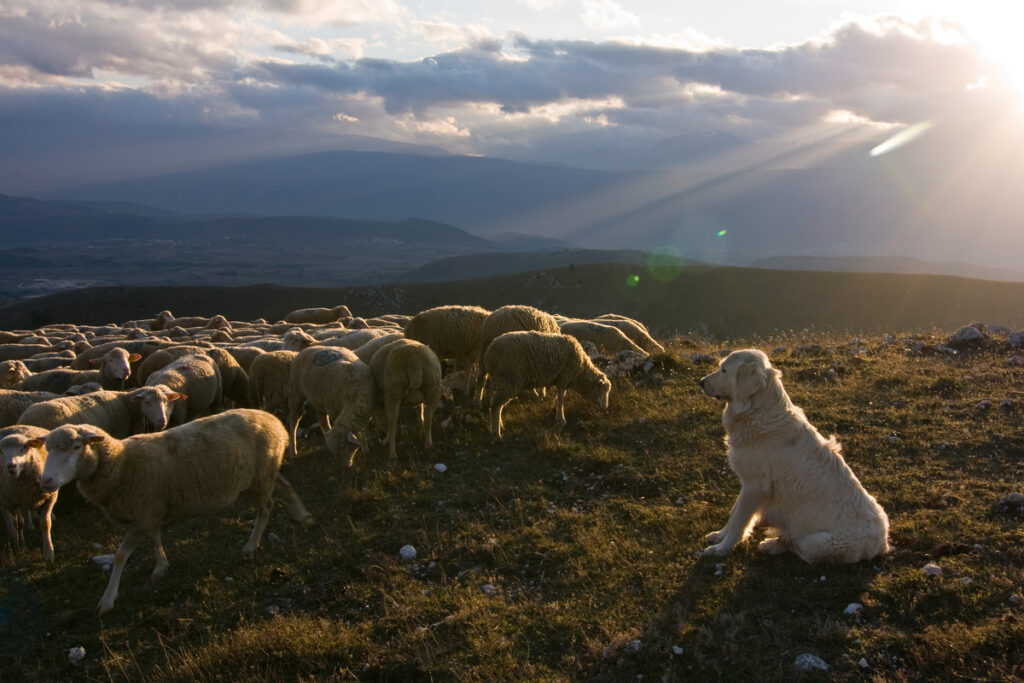 An Abruzzese mastiff, traditional breed of shepherd dogs, guarding a flock of sheep. Gran Sasso NP, Abruzzo, Central Apennines, Italy. Nov 2009
