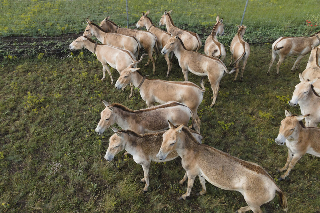TARUTINO STEPPE, ODESSA OBLAST, UKRAINE - JUNE 18-19, 2020: Rewilding Ukraine released herd of Transcaspian wild ass (Equus hemionus kulan) for acclimatization in quarantine zone